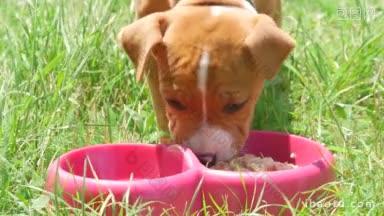 可爱和饥饿的小狗狗在夏天的花园吃他的食物